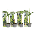 Hardy Banana - 4 pcs. - Musa basjoo - Height 25-40cm - ⌀9cm