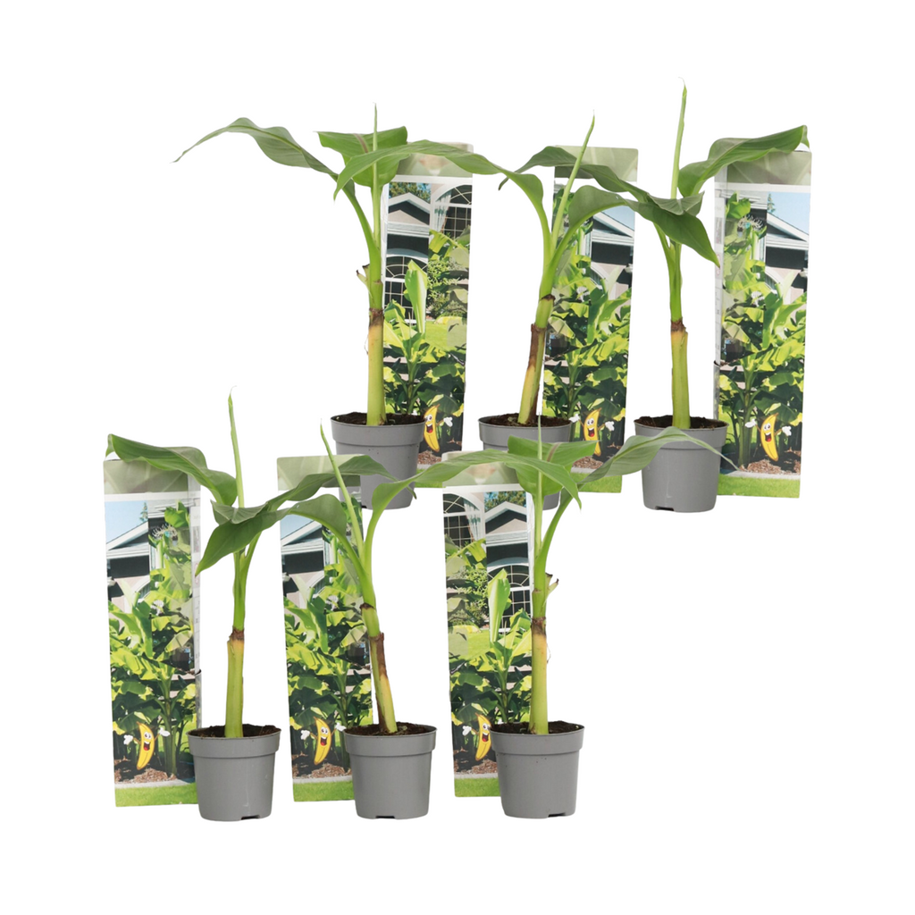 Hardy Banana - 6 pcs. - Musa basjoo - Height 25-40cm - ⌀9cm