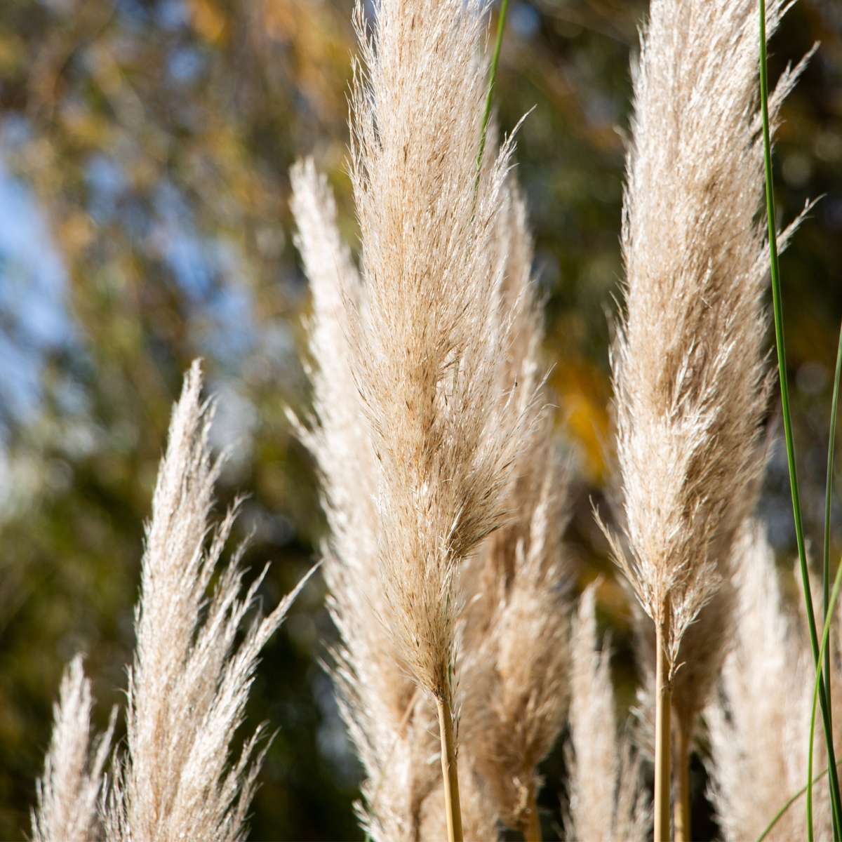 Pampasgrass - 3 pcs. - Cortaderia selloana - Height 25-40cm - ⌀9cm