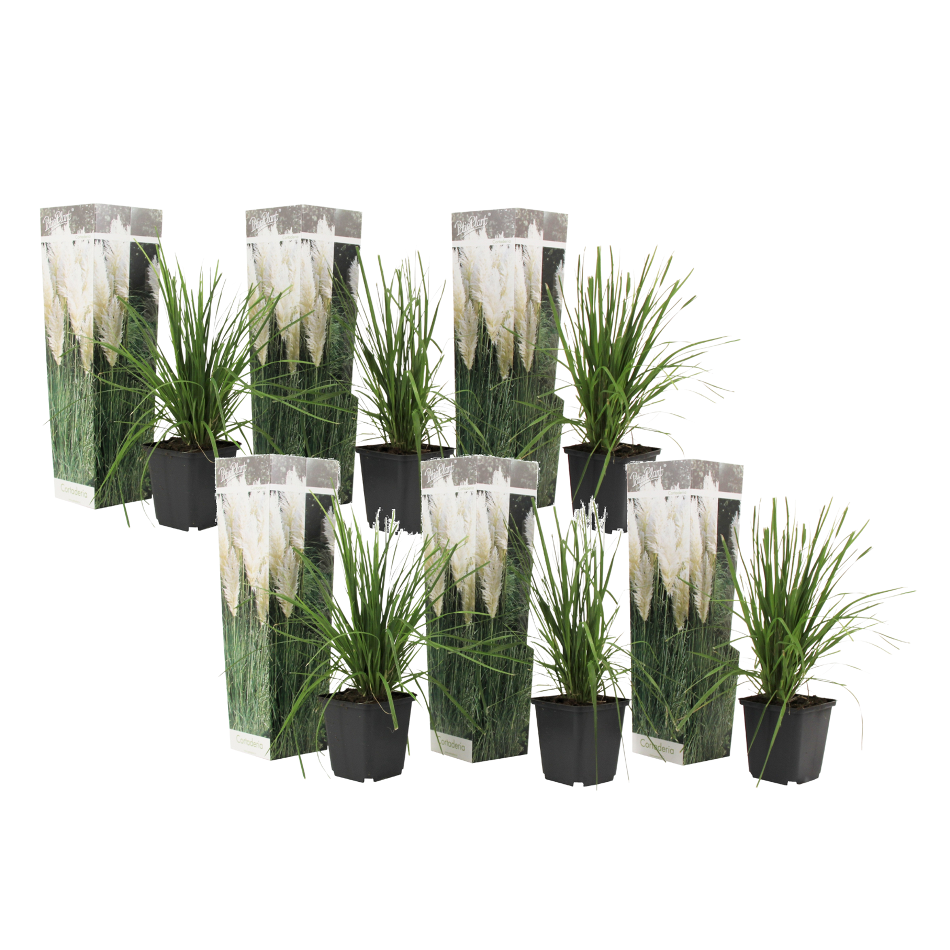 Pampasgrass - 6 pcs. - Cortaderia selloana - Height 25-40cm - ⌀9cm