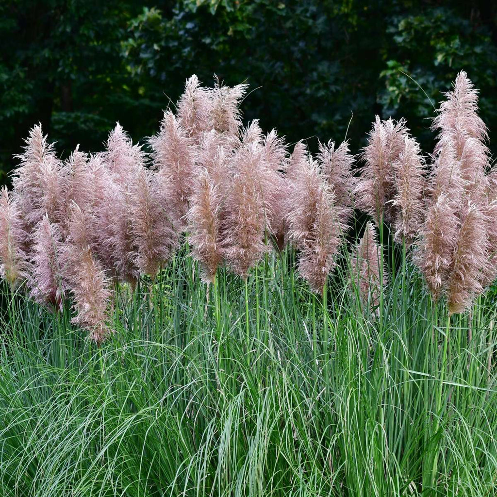 Pampasgrass - 6 pcs. - Cortaderia selloana - Height 25-40cm - ⌀9cm