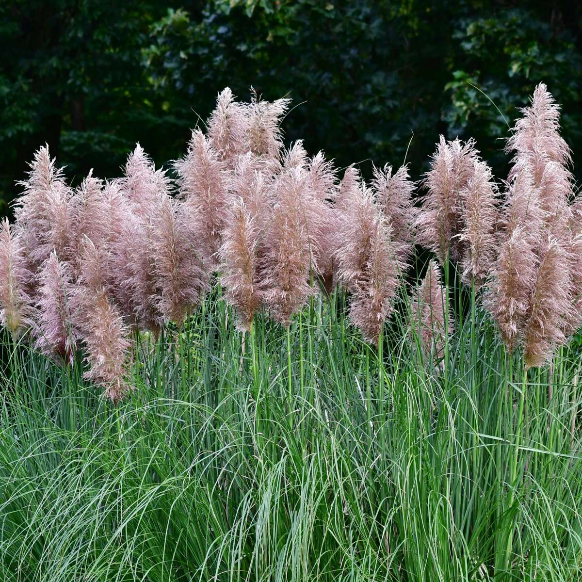 Pampasgrass - 6 pcs. - Cortaderia selloana - Height 25-40cm - ⌀9cm