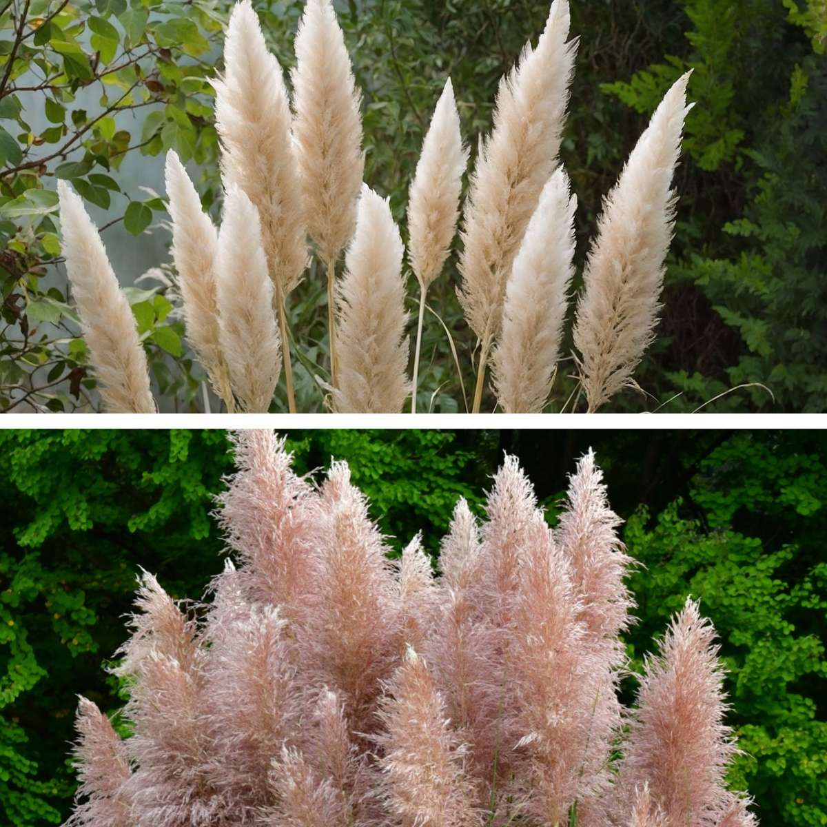 Pampasgrass - 6 pcs. - Cortaderia selloana - Height 25-40cm - ⌀9cm