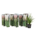 Pampasgrass - 6 pcs. - Cortaderia selloana - Height 25-40cm - ⌀9cm