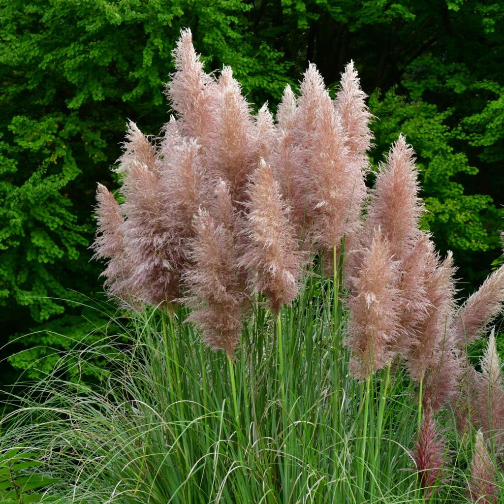 Pampasgrass - 6 pcs. - Cortaderia selloana - Height 25-40cm - ⌀9cm