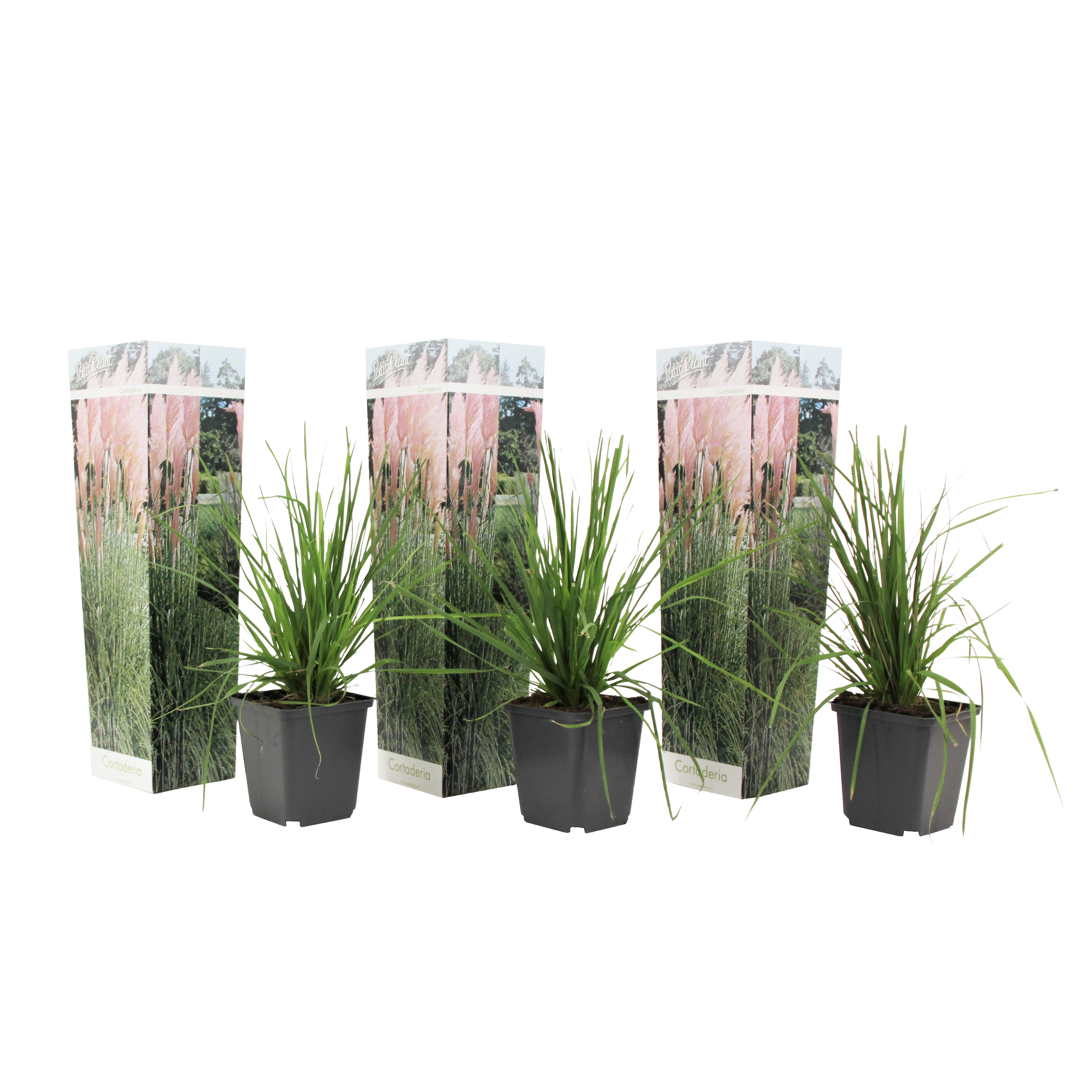 Pampasgrass - 3 pcs. - Cortaderia selloana - Height 25-40cm - ⌀9cm