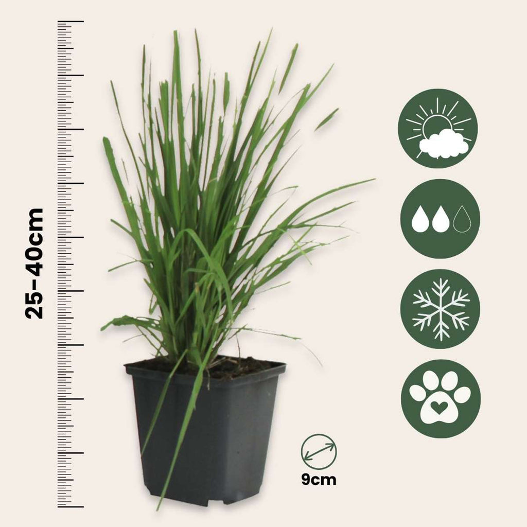 Pampasgrass - 3 pcs. - Cortaderia selloana - Height 25-40cm - ⌀9cm