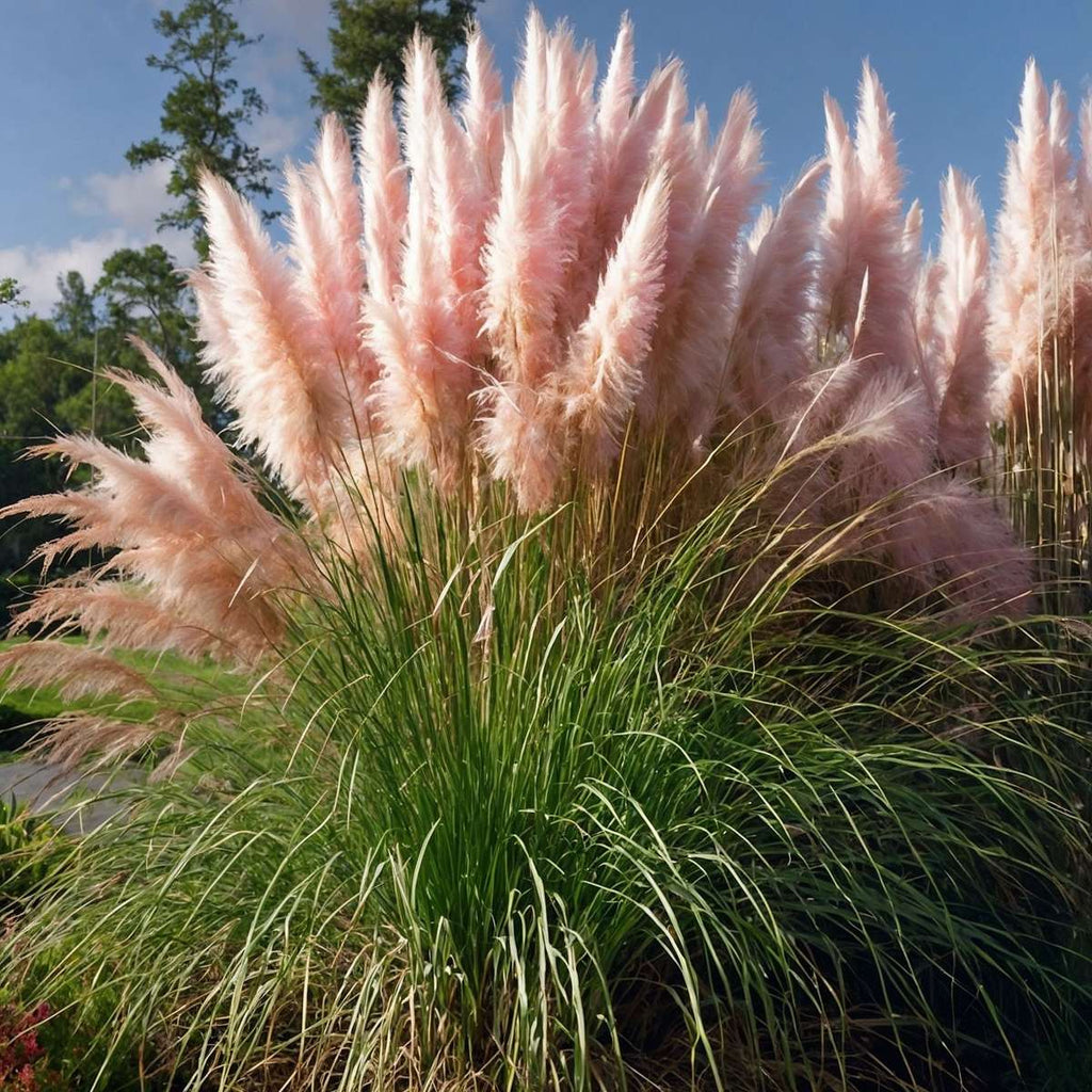 Pampasgrass - 6 pcs. - Cortaderia selloana - Height 25-40cm - ⌀9cm