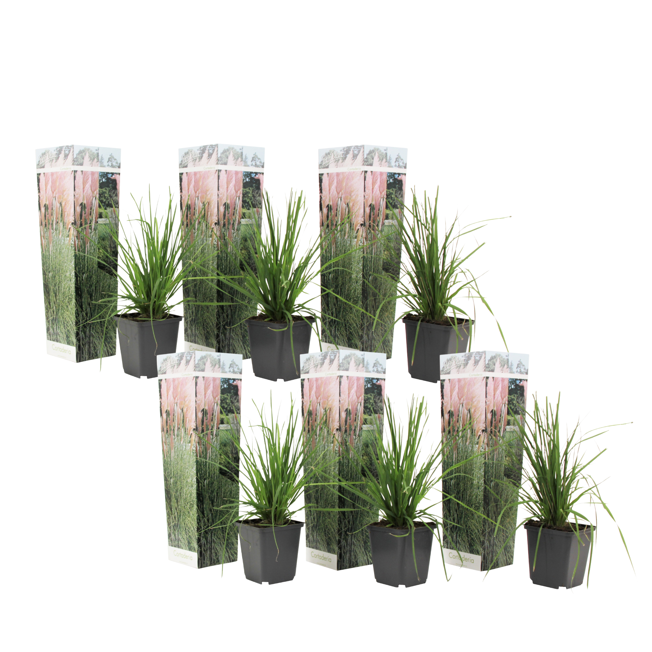 Pampasgrass - 6 pcs. - Cortaderia selloana - Height 25-40cm - ⌀9cm