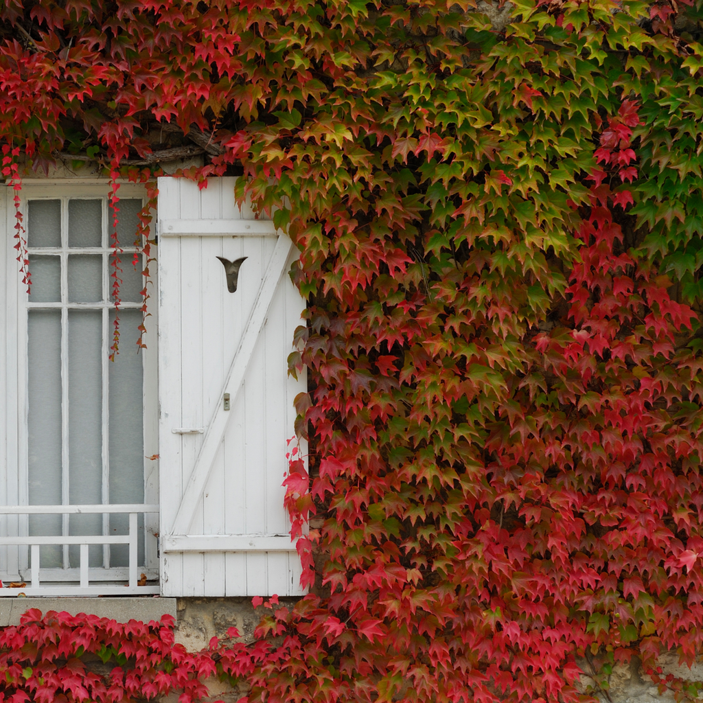 Virginia creeper - 6 pcs. - Parthenocissus quinquefolia - Height 25-40cm - ⌀9cm