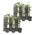 Virginia creeper - 6 pcs. - Parthenocissus quinquefolia - Height 25-40cm - ⌀9cm