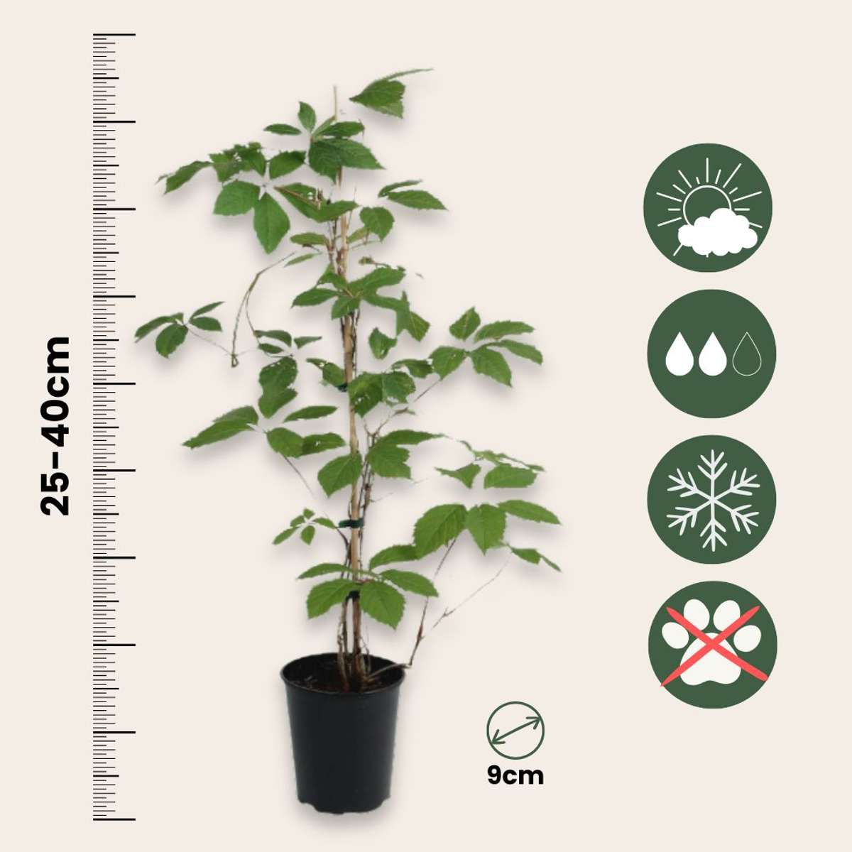 Virginia creeper - 6 pcs. - Parthenocissus quinquefolia - Height 25-40cm - ⌀9cm