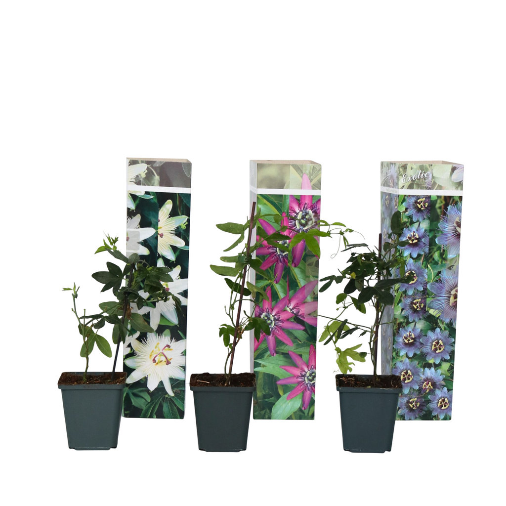 Passion Flower - 3 pcs. - Passiflora hybridum - Height 25-40cm - ⌀9cm