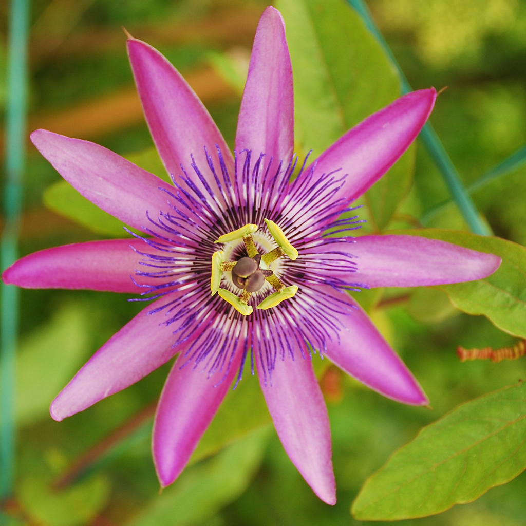 Passion Flower - 3 pcs. - Passiflora hybridum - Height 25-40cm - ⌀9cm