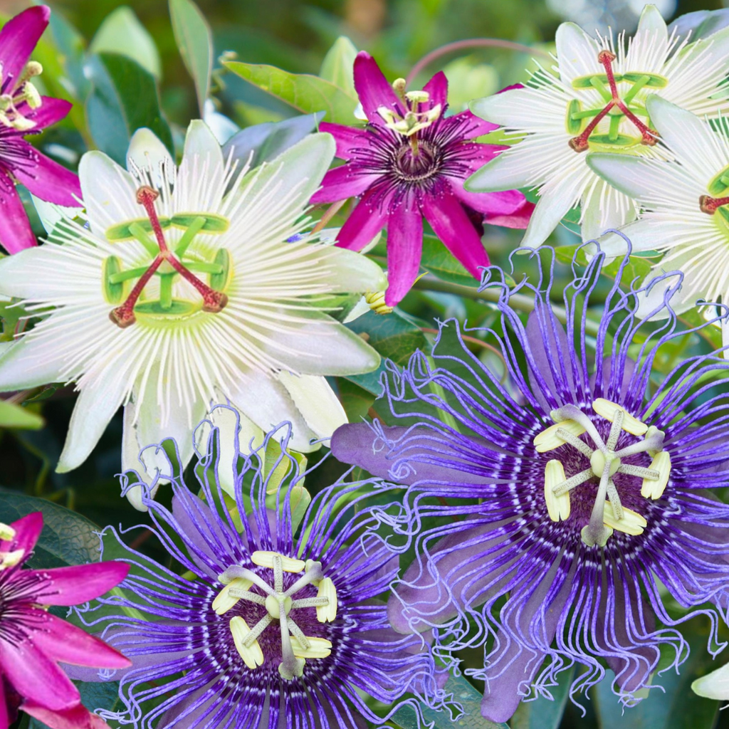 Passion Flower - 3 pcs. - Passiflora hybridum - Height 25-40cm - ⌀9cm