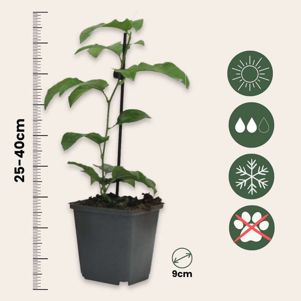 Passion Flower - 3 pcs. - Passiflora hybridum - Height 25-40cm - ⌀9cm