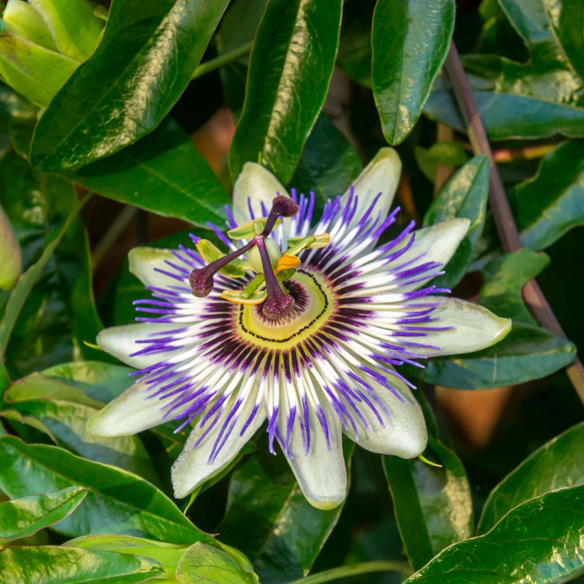 Passion Flower - 6 pcs. - Passiflora hybridum - Height 25-40cm - ⌀9cm