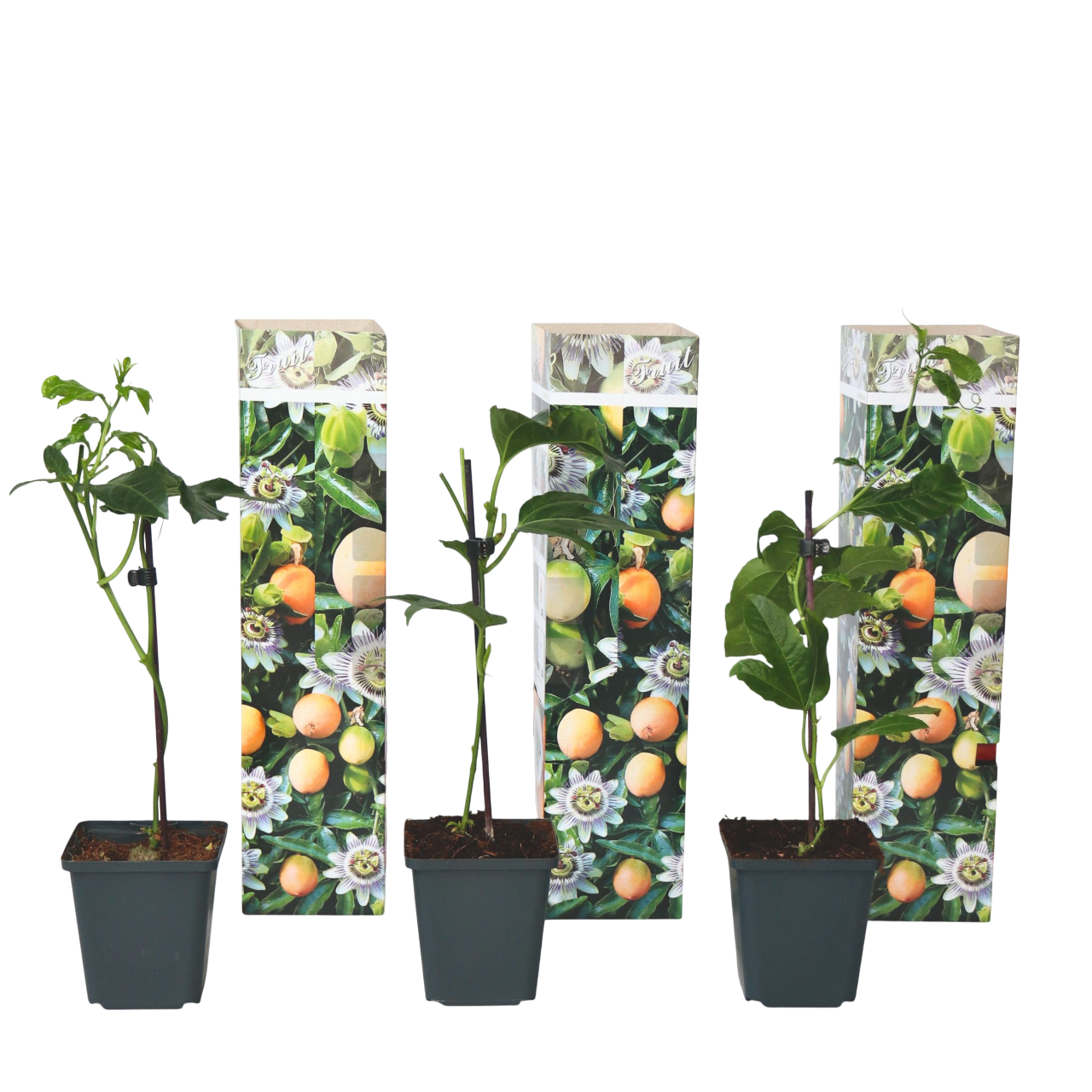 Passion Flower - 3 pcs. - Passiflora edulis 'Frederick' - Height 25-40cm - ⌀9cm