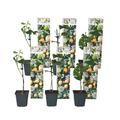 Passion Flower - 6 pcs. - Passiflora edulis 'Frederick' - Height 25-40cm - ⌀9cm