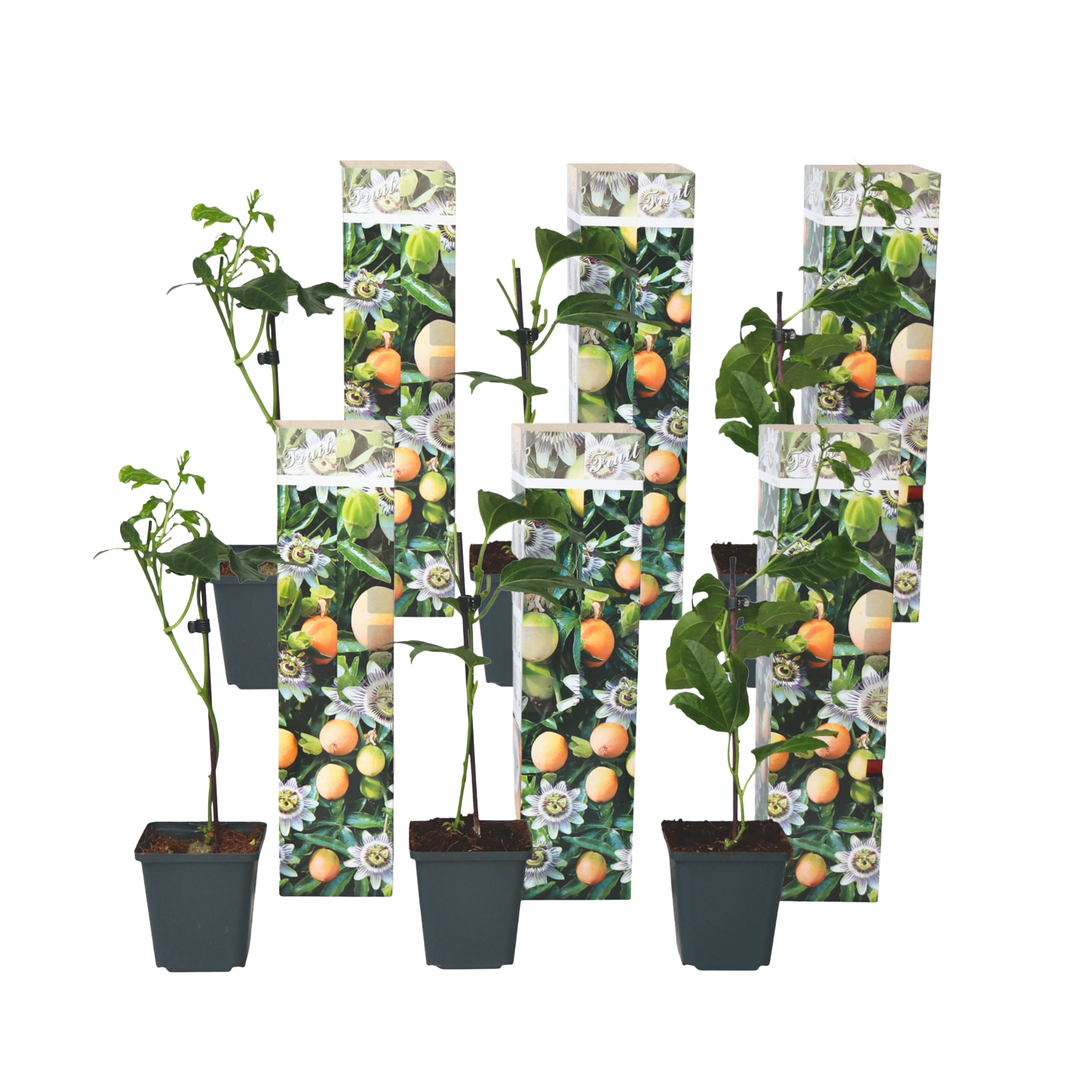 Passion Flower - 6 pcs. - Passiflora edulis 'Frederick' - Height 25-40cm - ⌀9cm
