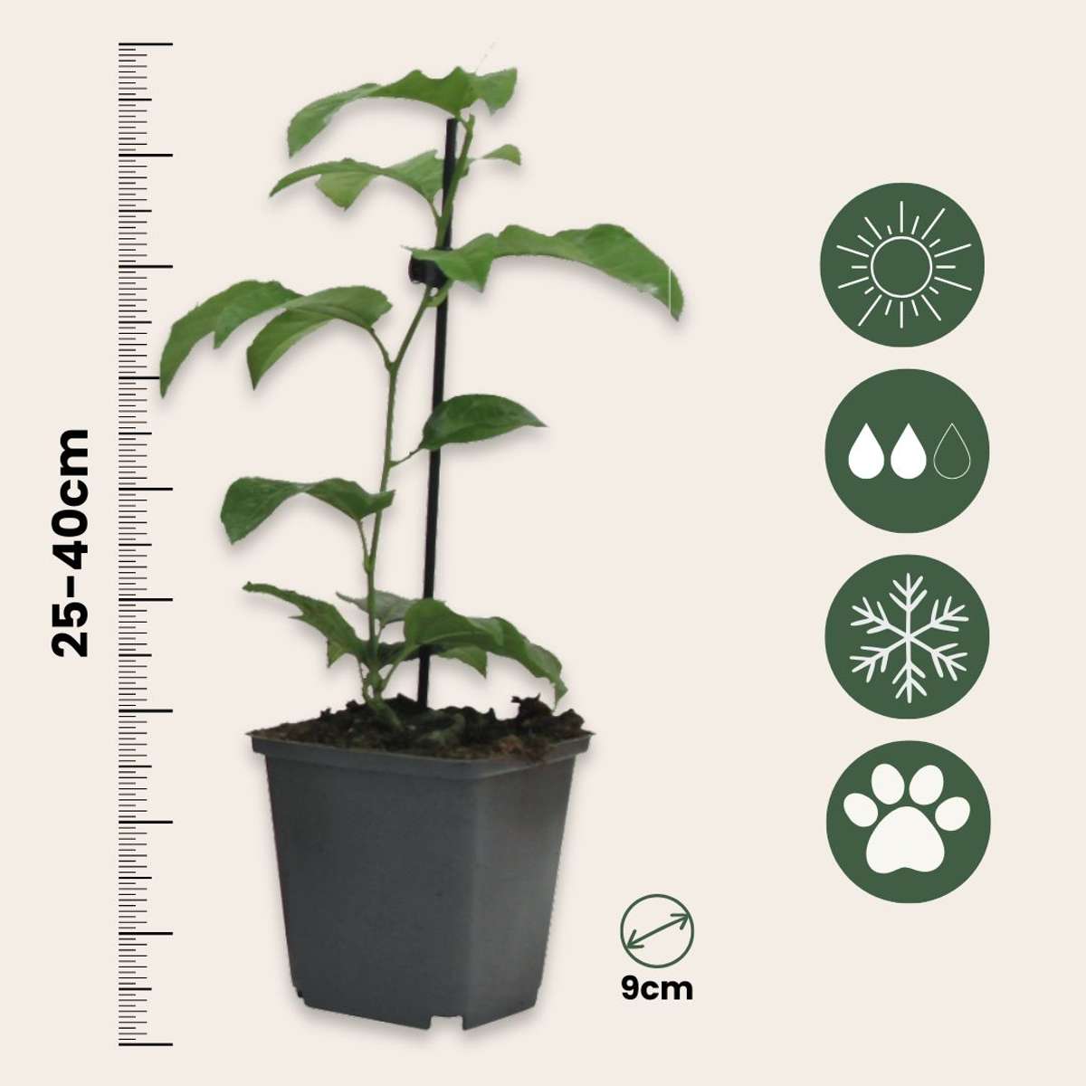 Passion Flower - 6 pcs. - Passiflora edulis 'Frederick' - Height 25-40cm - ⌀9cm