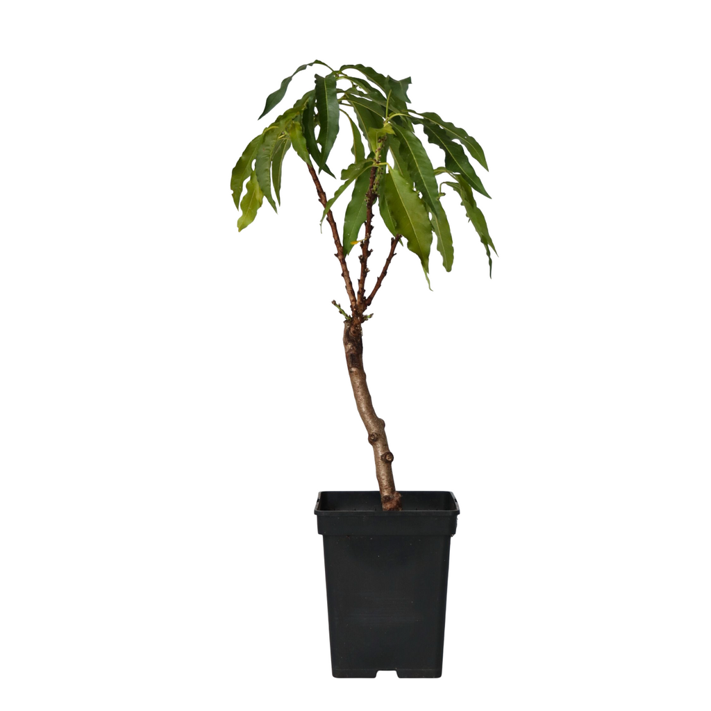 Peach Tree - Prunus 'Bonanza' - Height 60-70cm - ⌀15cm