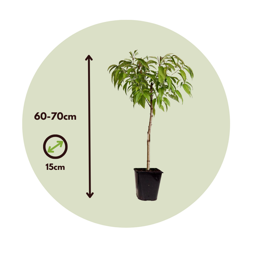 Peach Tree - Prunus 'Bonanza' - Height 60-70cm - ⌀15cm