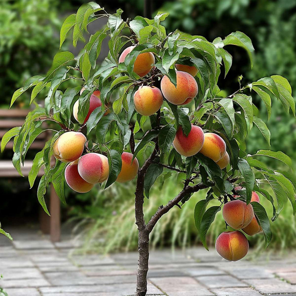 Peach Tree - 2 pcs. - Prunus 'Bonanza' - Height 60-70cm - ⌀15cm