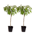 Peach Tree - 2 pcs. - Prunus Bonanza, Saturne - Height 60-70cm - ⌀15cm