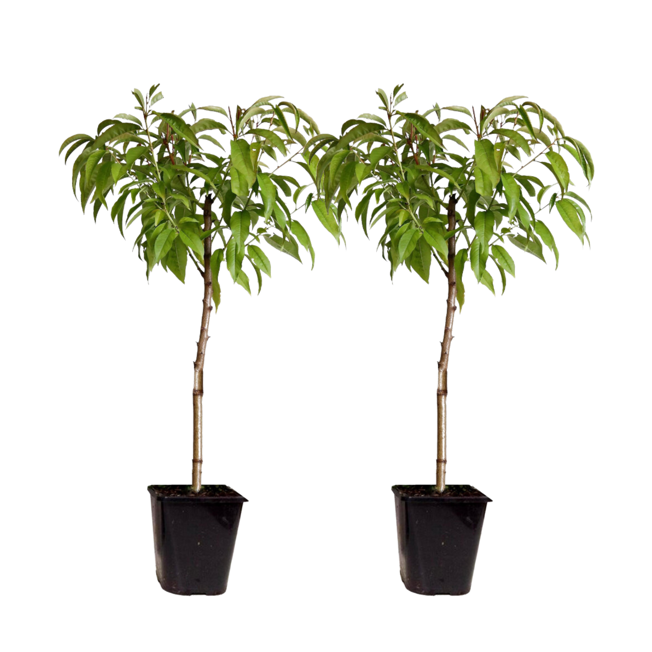 Peach Tree - 2 pcs. - Prunus Bonanza, Saturne - Height 60-70cm - ⌀15cm