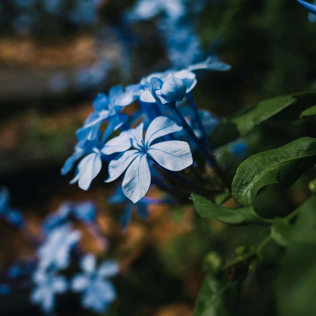 Cape leadwort - 6 pcs. - Plumbago auriculata - Height 25-40cm - ⌀9cm