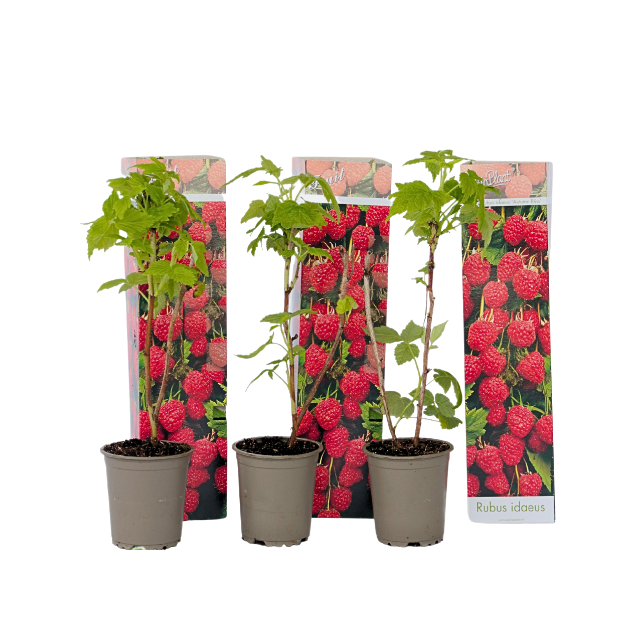 Raspberry plant - 3 pcs. - Rubus ideaus 'Autumn Bliss' - Height 25-40cm - ⌀9cm