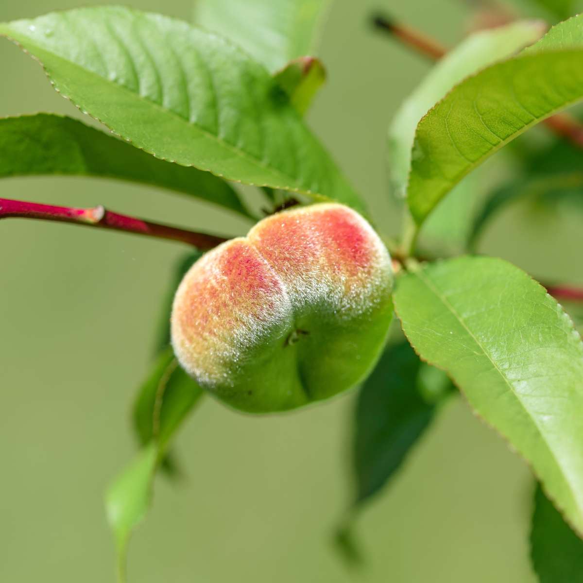Peach Tree - Prunus persica 'Saturne' - Height 60-70cm - ⌀15cm