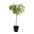 Peach Tree - Prunus persica 'Saturne' - Height 60-70cm - ⌀15cm