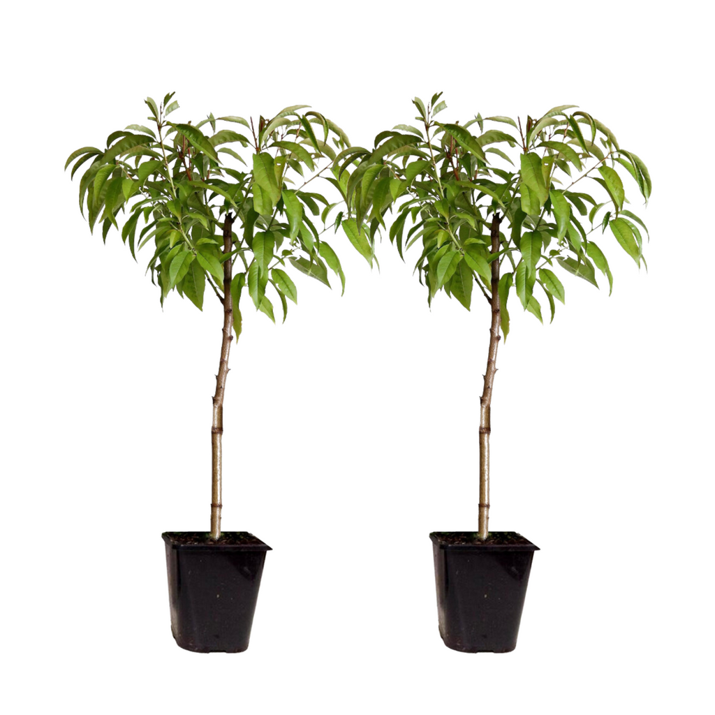 Peach Tree - 2 pcs. - Prunus persica 'Saturne' - Height 60-70cm - ⌀15cm