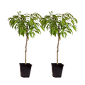 Peach Tree - 2 pcs. - Prunus persica 'Saturne' - Height 60-70cm - ⌀15cm