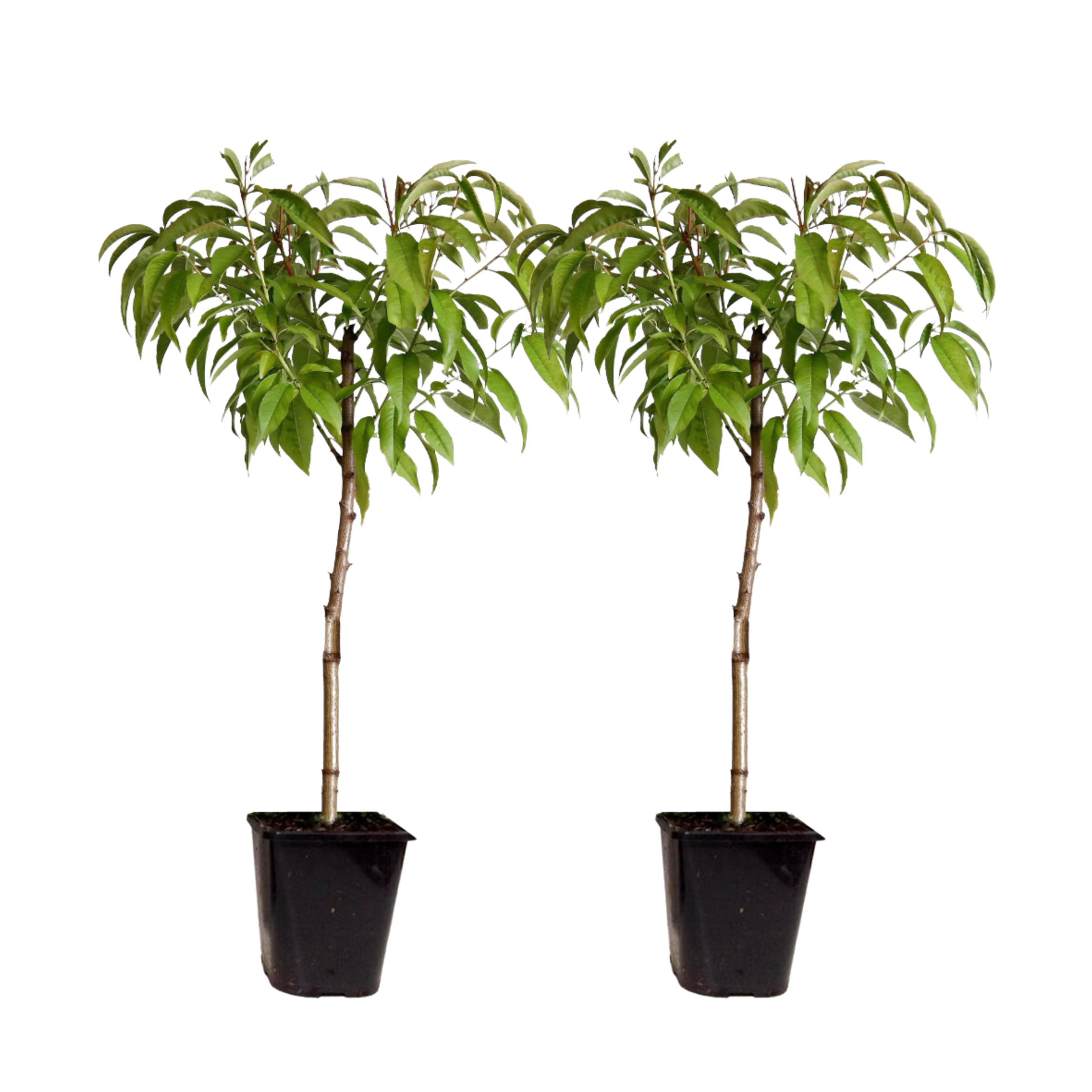 Peach Tree - 2 pcs. - Prunus persica 'Saturne' - Height 60-70cm - ⌀15cm