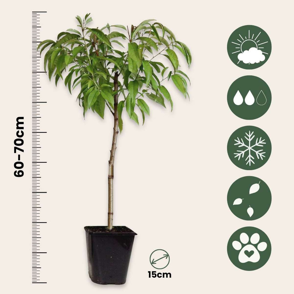 Peach Tree - 2 pcs. - Prunus persica 'Saturne' - Height 60-70cm - ⌀15cm