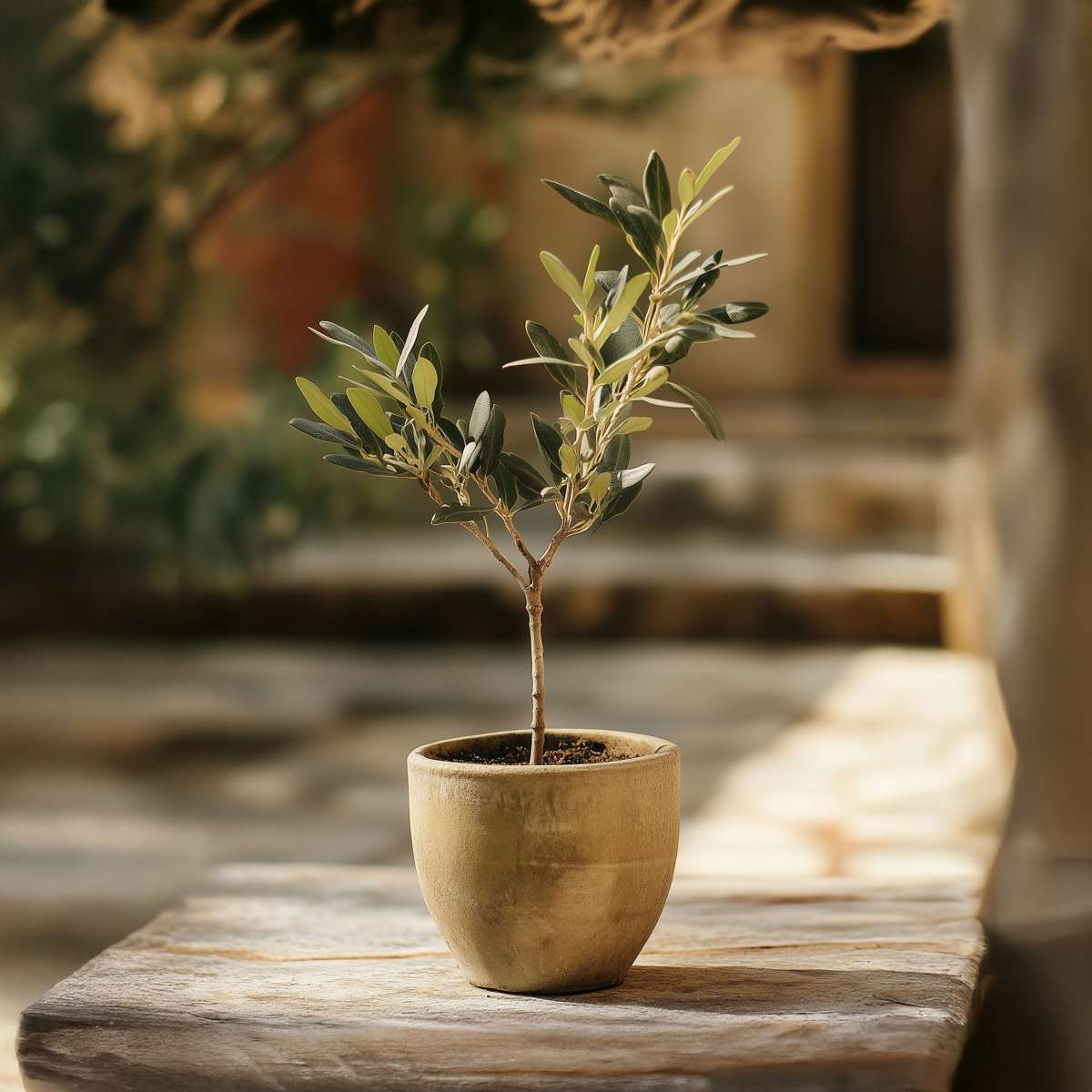 Olive tree - 2 pcs. - Olea europaea - Height 25-40cm - ⌀9cm