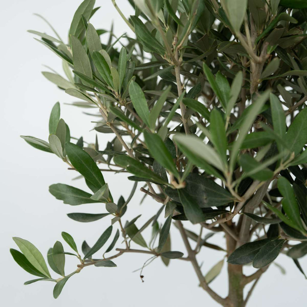 Olive tree - 2 pcs. - Olea europaea - Height 25-40cm - ⌀9cm