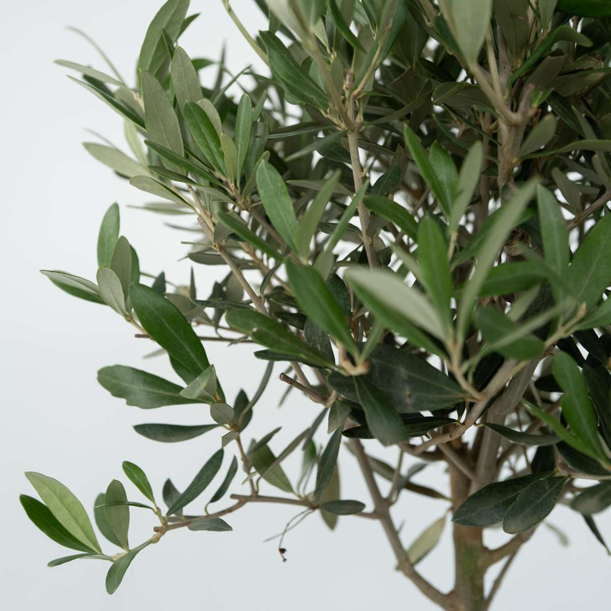 Olive tree - 2 pcs. - Olea europaea - Height 25-40cm - ⌀9cm