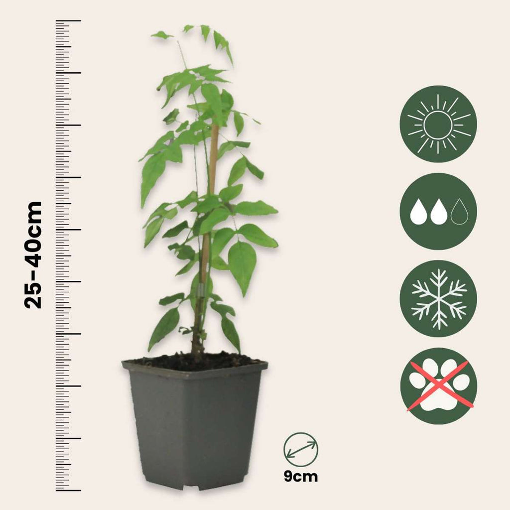 Star of Jasmine - 3 pcs. - Jasminum 'Officinale' - Height 25-40cm - ⌀9cm