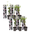 Star of Jasmine - 6 pcs. - Jasminum 'Officinale' - Height 25-40cm - ⌀9cm
