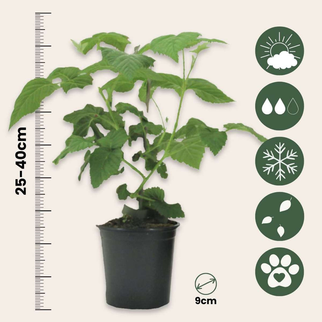 Tayberry - 3 pcs. - Rubus 'Tayberry' - Height 25-40cm - ⌀9cm