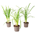 Society Garlic - 3 pcs. - Tulbaghia violacea - Height 15-25cm - ⌀9cm