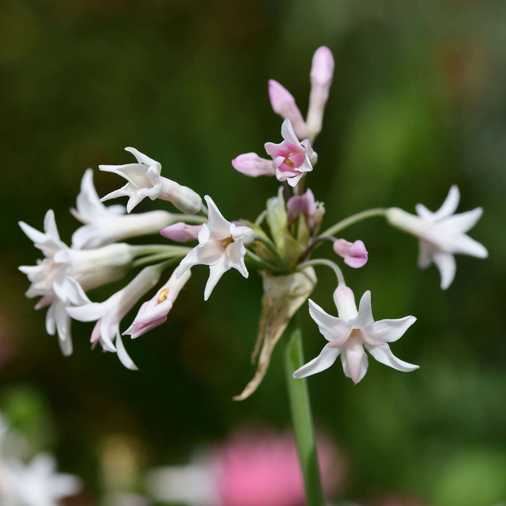 Society Garlic - 6 pcs. - Tulbaghia violacea - Height 15-25cm - ⌀9cm