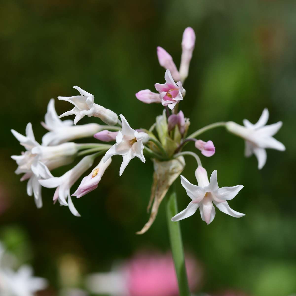 Society Garlic - 6 pcs. - Tulbaghia violacea - Height 15-25cm - ⌀9cm
