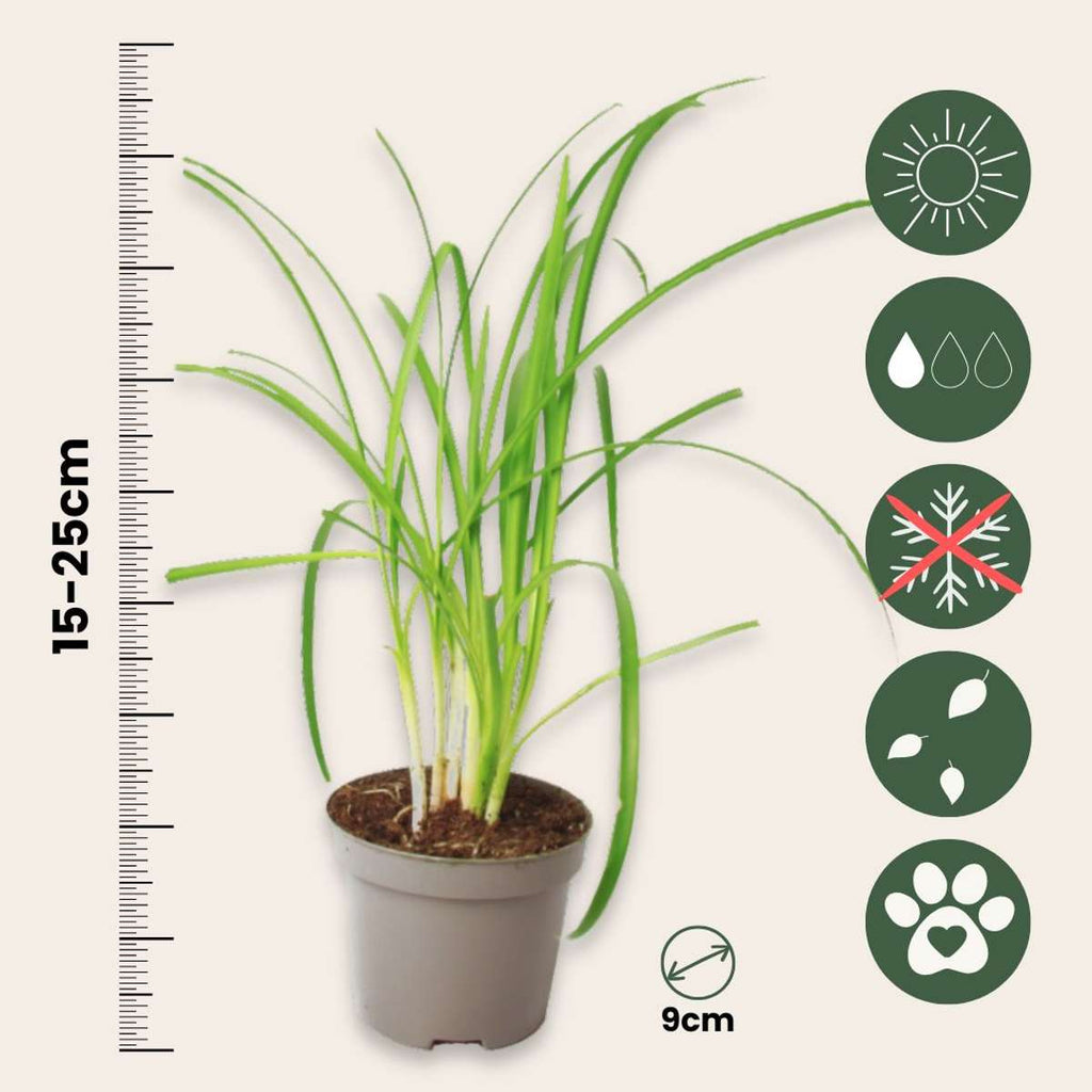 Society Garlic - 6 pcs. - Tulbaghia violacea - Height 15-25cm - ⌀9cm