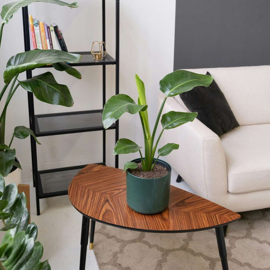 Bird of Paradise - 3 pcs. - Strelitzia reginea - Height 25-40cm - ⌀9cm