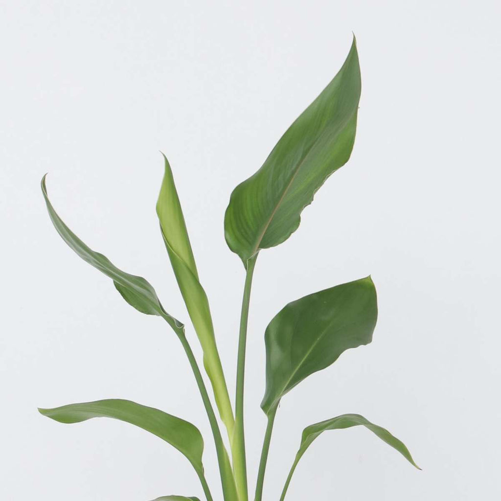 Bird of Paradise - 3 pcs. - Strelitzia reginea - Height 25-40cm - ⌀9cm
